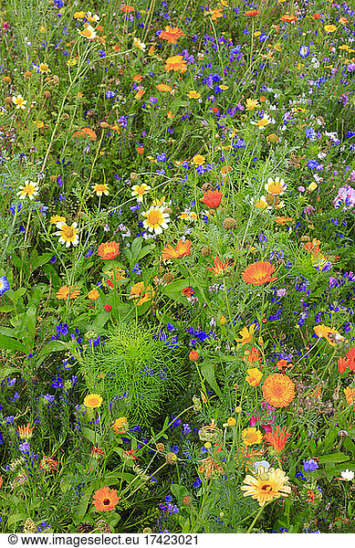 Colorful wildflowers blooming in summer meadow