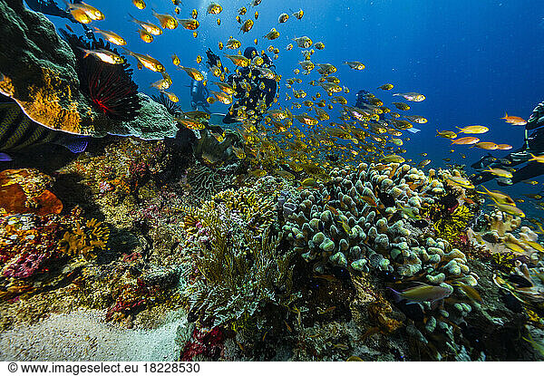 colourful underwater ecosystem close to Flores Island in Komodo