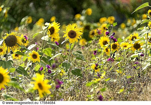 Colourful wild flower field with sunflowers (Helianthus annuus)  Nidda  Vogelsberg  Wetteraukreis  Hesse  Germany  Europe