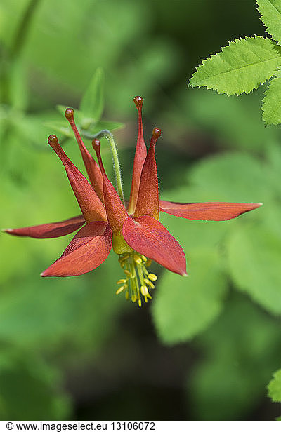 Columbine (Aquilegia) blooms along the trail to the summit of Saddle Mountain; Elsie  Oregon  United States of America