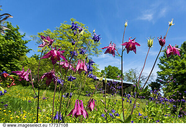 Columbine flowers blooming in springtime garden