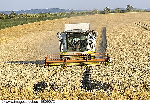 Combine harvester during grain harvest  Baden-Württemberg  Germany  Europe