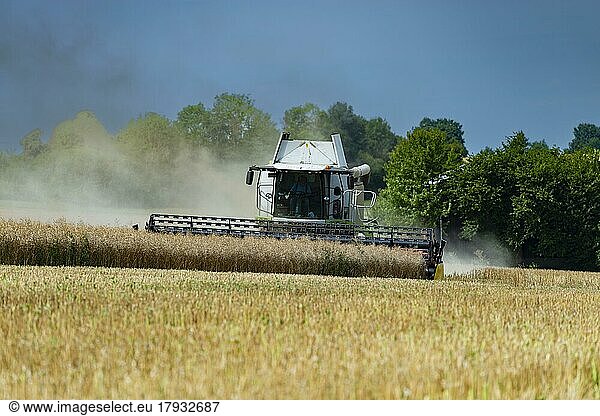 Combine harvester harvesting grain  Swabian Alb  Baden-Württemberg  Germany  Europe