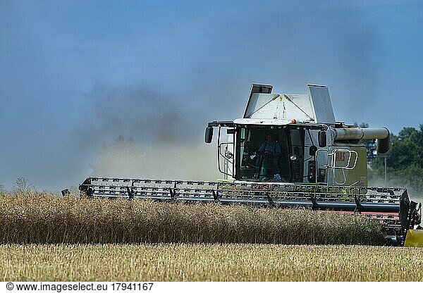 Combine harvester harvesting grain  Swabian Alb  Baden-Württemberg  Germany  Europe