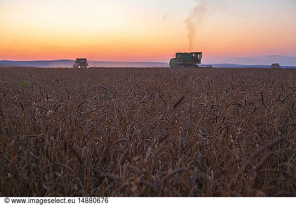 Combine harvester harvesting wheat field at sunset