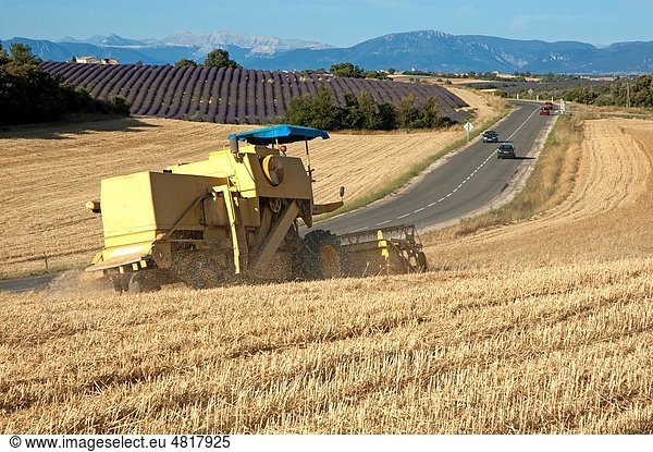 Combine harvester in a wheat field with rural landscape in background  Valensole  Provence  France