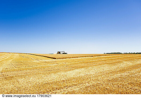 Combine harvester in vast wheat field in summer