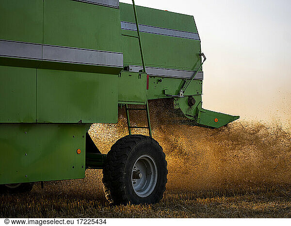 Combine harvester sifting wheat