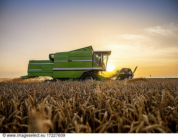 Combine harvesting field of wheat at sunrise