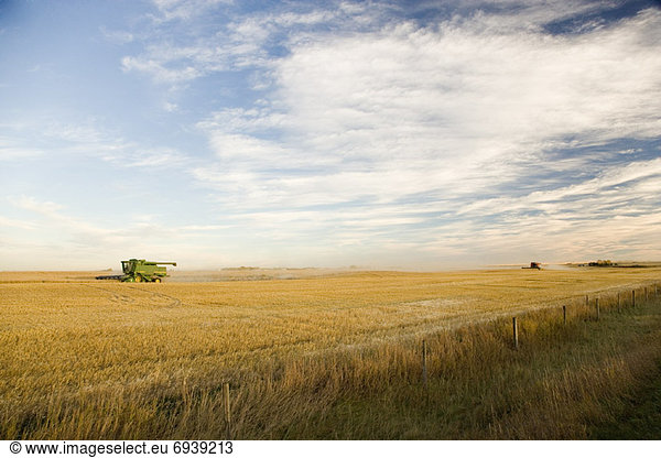 Combine Harvesting Grain Field  Southern Alberta  Canada