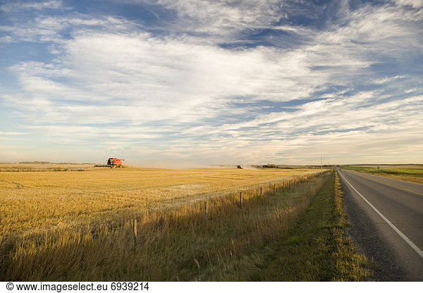 Combine Harvesting Grain Field  Southern Alberta  Canada