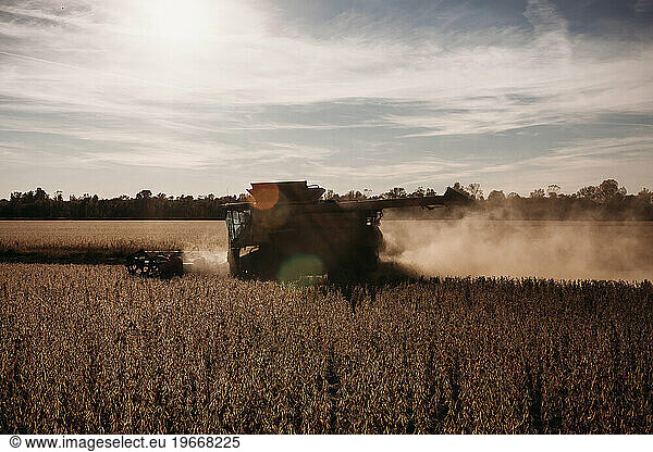 Combine harvesting soybeans during autumn evening with sun flare