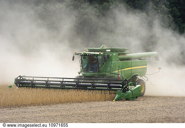 Combine harvesting soybeans; Laytonsville  Maryland  United States of America