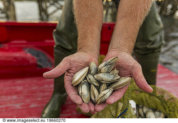Commercial clammer Joe Delano holds freshly harvested clams at Pine Point in Scarborough  Maine.