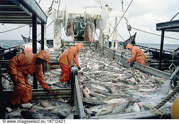 Commercial Fisherman Processing a Catch of Pacific Rock Cod  Gulf of Alaska