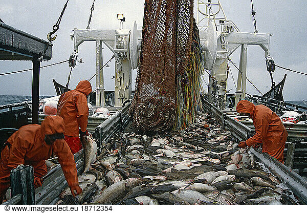 Commercial Fishermen Process a Catch of Pacific Cod Fish  Alaska
