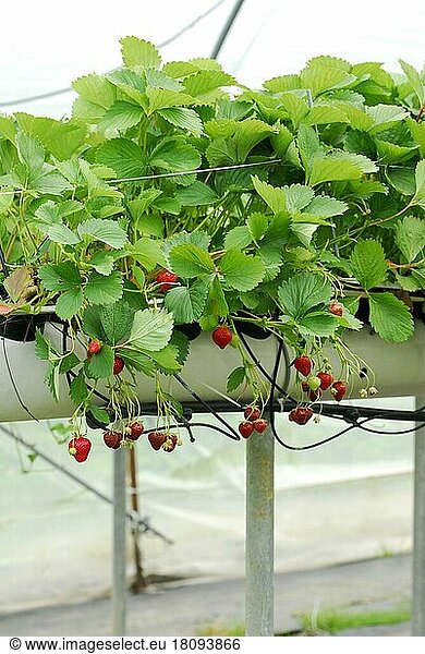 Commercial strawberry cultivation  strawberries on substrate culture (Fragaria x ananassa)   substrate cultivation