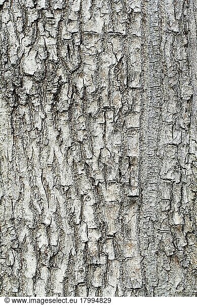 Common Ash (Fraxinus excelsior)  bark  Lower Saxony  Germany  Europe