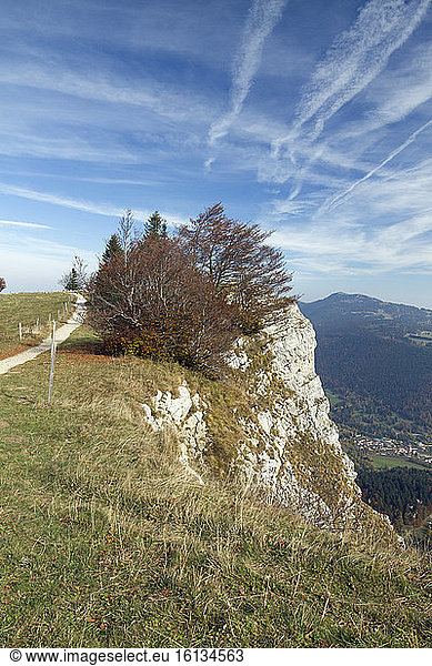 Common beech (Fagus sylvatica) near the summit of Mont d'Or  Métabief  Doubs  France