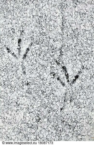 Common blackbird (Turdus merula) Footprints in the snow on the ice of a frozen pond in winter