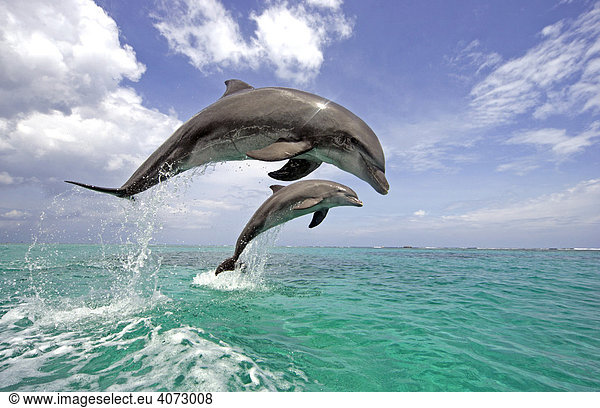 Common Bottlenose Dolphin (Tursiops truncatus)  pair  adult  jumping out of the water  Caribbean  Roatan  Honduras  Central America