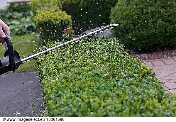 Common box (Buxus sempervirens)  hedge trimmer  pruning the hedge with hedge trimmer