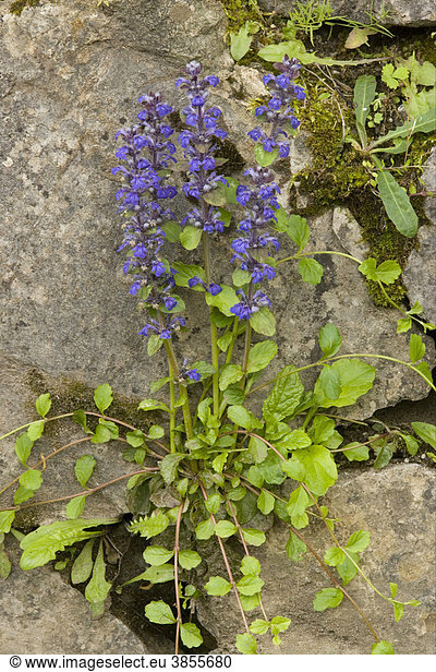 Common Bugle (Ajuga reptans)  flowering  showing stolons  growing amongst rocks  France  Europe