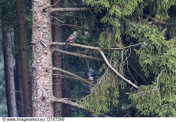Common buzzard (Buteo buteo)  adult perched on tree in forest  Hunsrück  Rhineland-Palatinate  Germany.