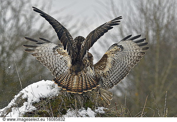 Common Buzzard (Buteo buteo) fighting on stump in winter  Doubs  France