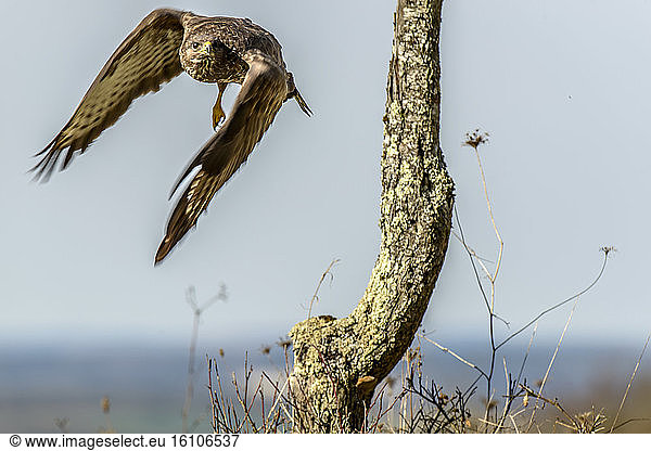 Common Buzzard (Buteo buteo) in flight  Burgundy  France