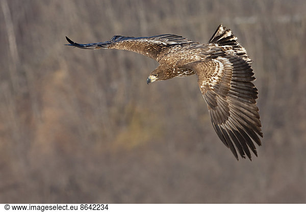Common buzzard in flight  Hokkaido  Japan
