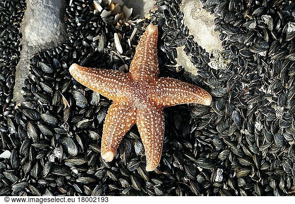 Common common starfish (Asterias rubens) adult  on exposed mussel bed at low tide  Gower Peninsula  West Glamorgan  South Wales  United Kingdom  Europe
