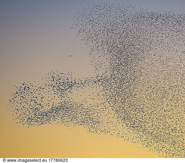 Common common starling (Sturnus vulgaris) -flock  in dormant flight at dusk  flight manoeuvre to avoid peregrine falcons  Borders  Scotland  winter