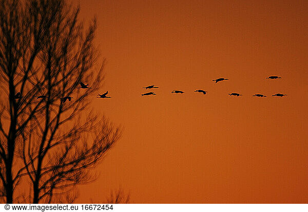 Common cranes flying over the forest at sunset