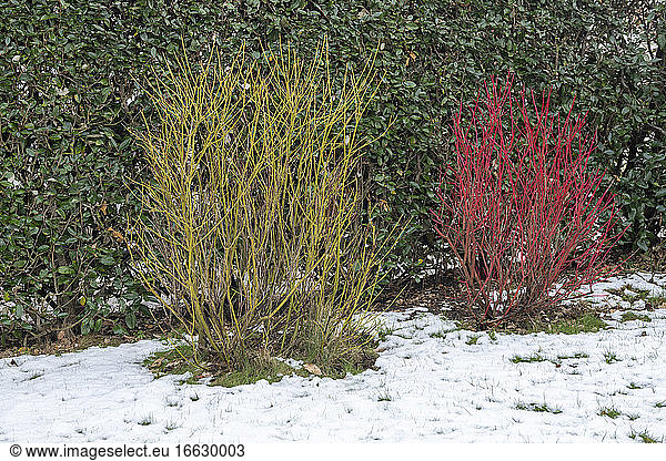 Common Dogwood (Cornus sanguinea) and Red-osier dogwood (Cornus stolonifera) in a garden in winter  Pas de Calais  France
