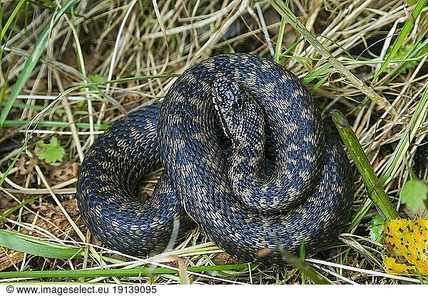 Common European adder Common European adder, common European viper ...