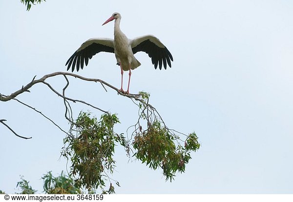 Common european Stork Ciconia ciconia  perched near the nest  Spain