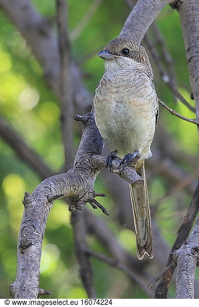 Common fiscal (Lanius collaris) juvenile on a branch  Southern Africa