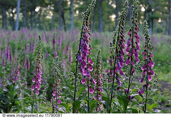 Common Foxgloves bed in a clearing in the Forest of Rambouillet  Haute Vallee de Chevreuse Regional Natural Park  Department of Yvelines  Ile-de-France region  France  Europe.