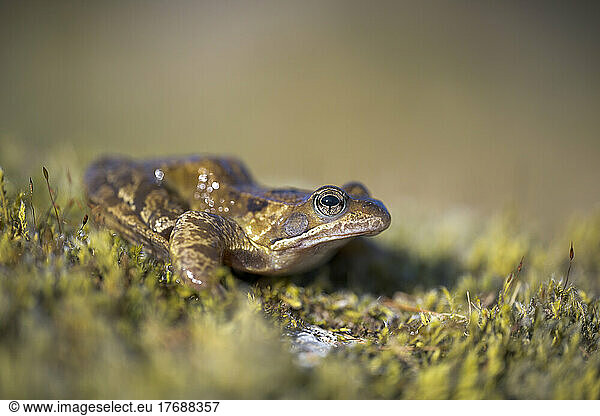 Common frog on green grass
