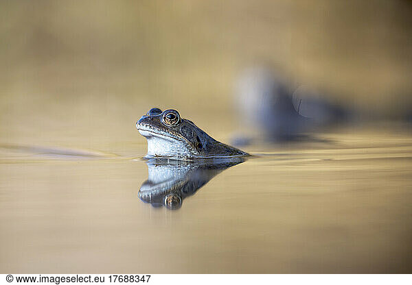 Common frog swimming in lake