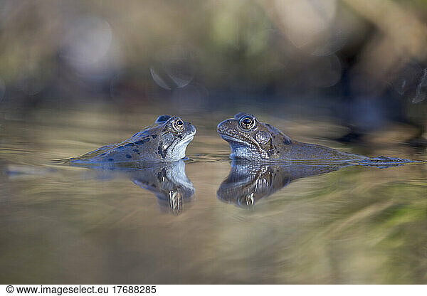 Common frogs reflection on lake