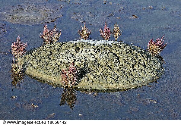 Common Glasswort (Salicornia europaea)  Marsh samphire growing in salt pan for the poduction of Fleur de sel  sea salt on the island Ile de Ré  Charente-Maritime  France  Europe
