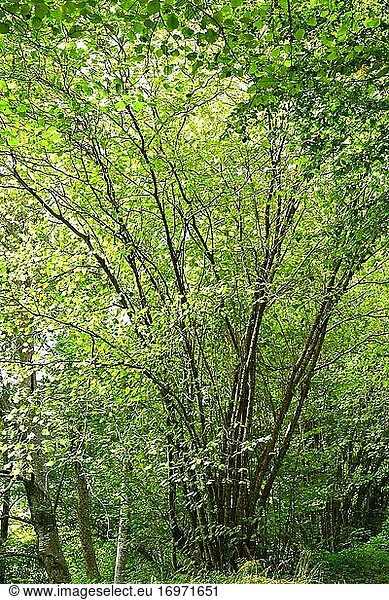 Common hazel (Corylus avellana) is a deciduous shrub native to Eurasia. Wild specimens in La Grevolosa beech forest. Barcelona province  Catalonia  Spain.