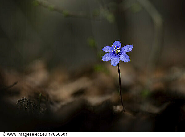 Common hepatica (Anemone hepatica) blooming in spring