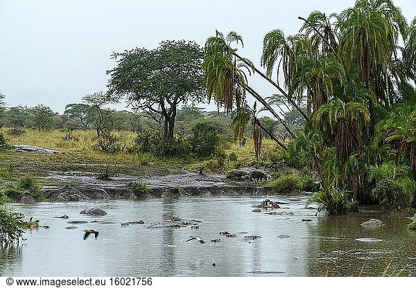 Common hippopotamus or hippo (Hippopotamus amphibius) and Wild Date Palm (Phoenix reclinata) in the rain at a waterhole. Serengeti National Park. Tanzania.