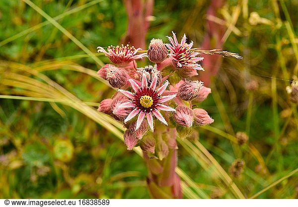 Common houseleek (Sempervivum tectorum) is a succulent perennial herb native to the mountains of southern Europe. This photo was taken in Andorra Pyrenees.