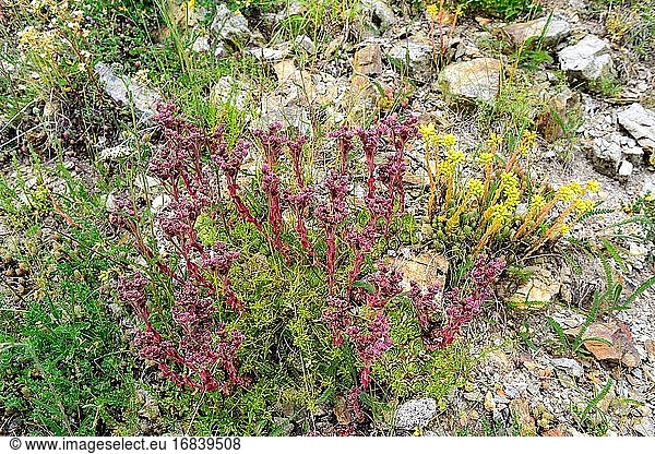 Common houseleek (Sempervivum tectorum) is a succulent perennial herb native to the mountains of southern Europe. This photo was taken in Andorra Pyrenees.