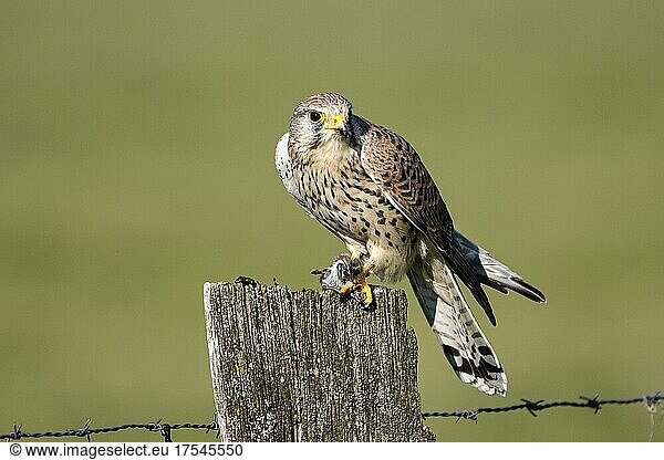 Common kestrel (Falco tinnunculus)  female  with prey  Dinslaken  Lower Rhine  North Rhine-Westphalia  Germany  Europe