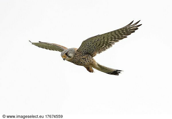 Common kestrel (Falco tinnunculus)  male  spying for prey in shaking flight  Lower Austria  Austria  Europe